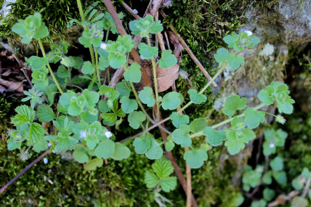 Veronica cymbalaria? no, Veronica hederifolia